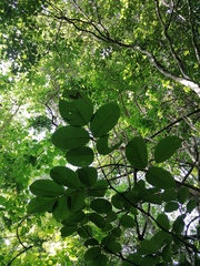 Piscidia carthagenensis