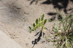 Asperugo procumbens