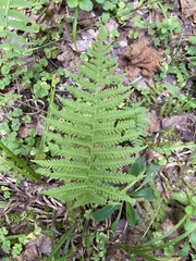 Amauropelta noveboracensis image