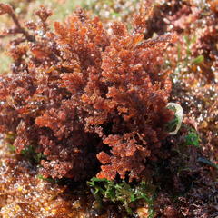 Spyridia hypnoides