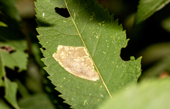 Calycomyza flavinotum