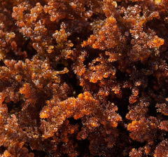 Spyridia hypnoides