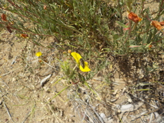 Acmaeodera labyrinthica