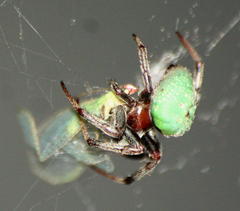 Araneus apricus
