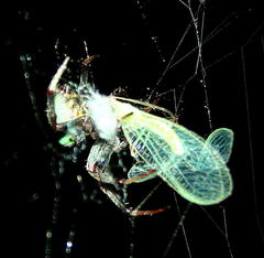 Araneus apricus