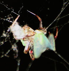 Araneus apricus