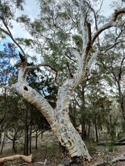 Eucalyptus rossii