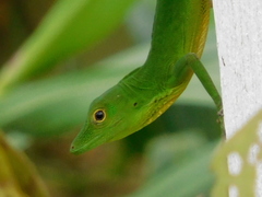 Anolis chloris
