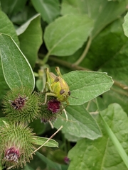 Melanoplus differentialis