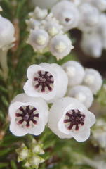 Erica glomiflora glomiflora