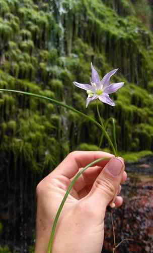 Waterfall Satin (Geissorhiza cataractarum)