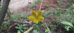 Lithospermum strictum