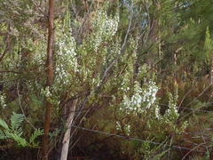 Erica glomiflora glomiflora