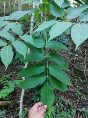 Bursera jerzyi