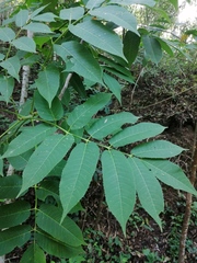 Bursera jerzyi