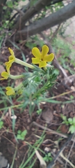Lithospermum strictum