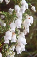 Erica glomiflora glomiflora