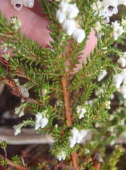 Erica glomiflora glomiflora