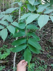 Bursera jerzyi