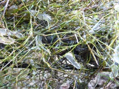 Zannichellia palustris