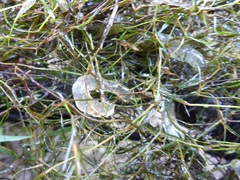 Zannichellia palustris