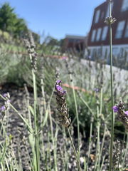 Lavandula