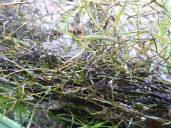 Zannichellia palustris