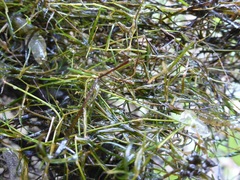 Zannichellia palustris