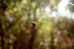 Araneus apricus