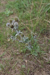 Eryngium planum