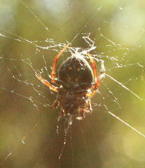 Araneus apricus