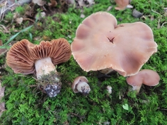 Cortinarius pyrophyllus