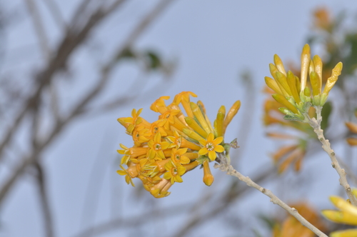 Image of Cestrum lorentzianum by (c) aacocucci, some rights reserved (CC BY)