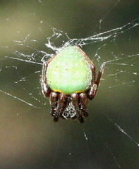 Araneus apricus