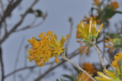 Cestrum lorentzianum
