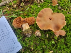 Cortinarius pyrophyllus