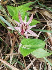 Passiflora cisnana