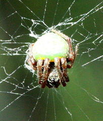 Araneus apricus