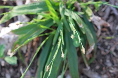 Careyanae
