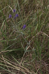 Veronica incana