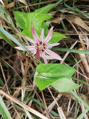 Passiflora cisnana