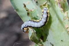 Evergestis pallidata