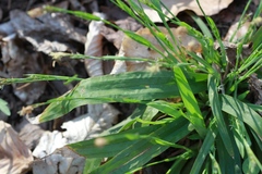 Careyanae