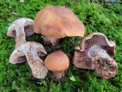 Cortinarius quercophilus