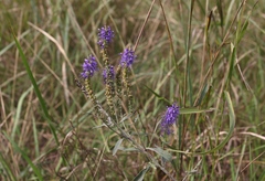 Veronica incana