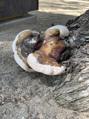 Ganoderma
