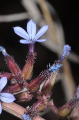 Plumbago caerulea