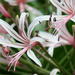 Vlei Nerine - Photo (c) Christine Sydes, some rights reserved (CC BY-NC)