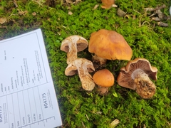 Cortinarius quercophilus