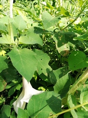 Datura discolor